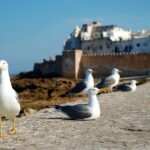 Getaway to Essaouira