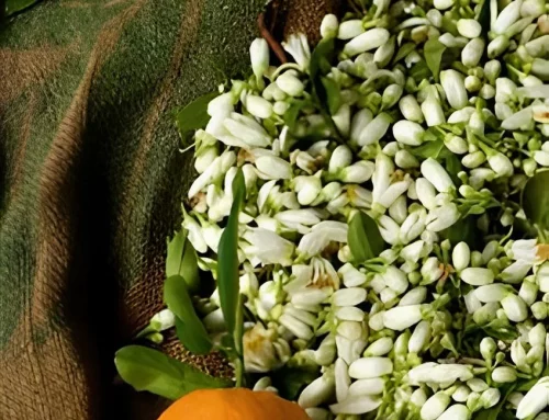 Spring in Marrakech: A Sensory Escape Between Orange Blossom and Serenity at Oasis Lodges